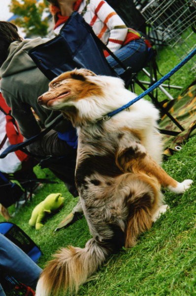 Tekma Agility - KD Naklo - 14.10.2006 - foto