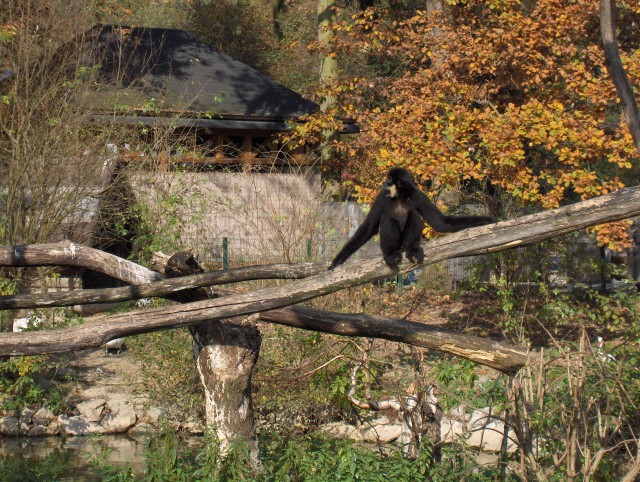 Lj. ZOO - Aska, Lars - 28.10.2006 - foto