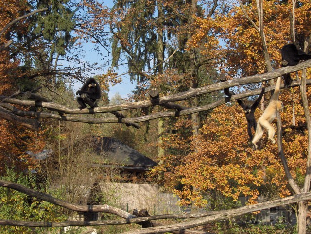 Lj. ZOO - Aska, Lars - 28.10.2006 - foto