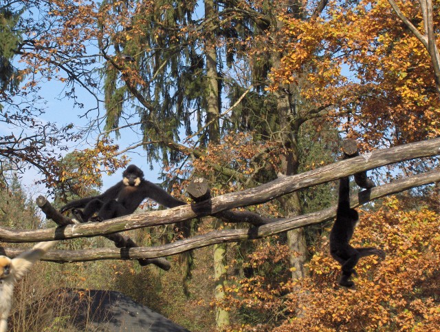 Lj. ZOO - Aska, Lars - 28.10.2006 - foto