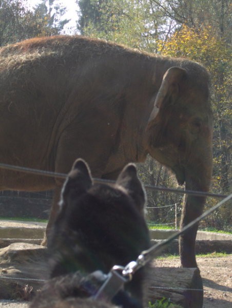 Lj. ZOO - Aska, Lars - 28.10.2006 - foto