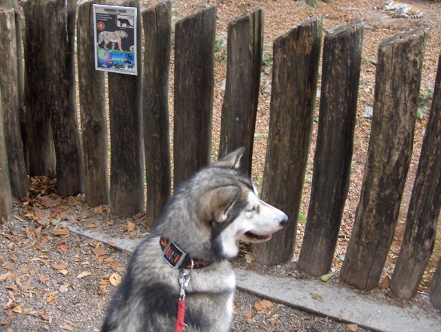 LJ. ZOO - Aska, Ben in Sanny - 5.11.2006 - foto povečava