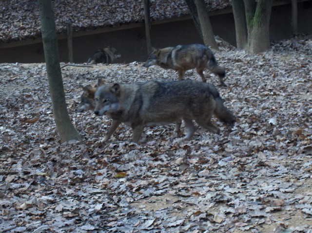 LJ. ZOO - Aska, Ben in Sanny - 5.11.2006 - foto povečava