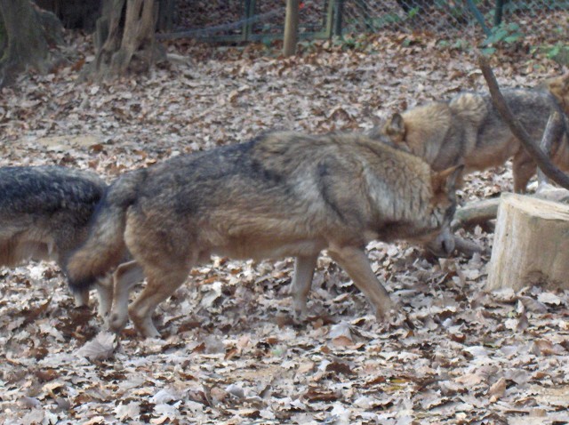 LJ. ZOO - Aska, Ben in Sanny - 5.11.2006 - foto povečava