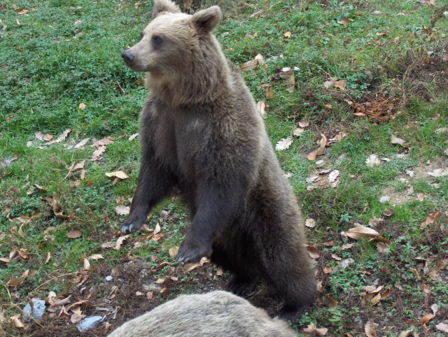 LJ. ZOO - Aska, Ben in Sanny - 5.11.2006 - foto