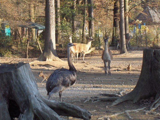 Lj. ZOO - Aska - 12.11.2006 - foto povečava