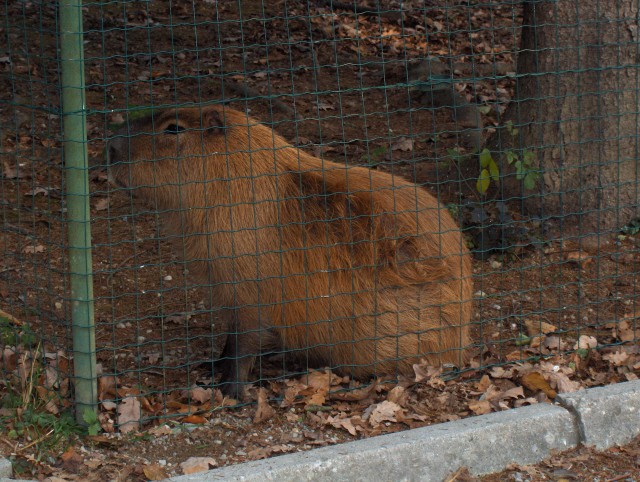 Lj. ZOO - Aska - 12.11.2006 - foto povečava