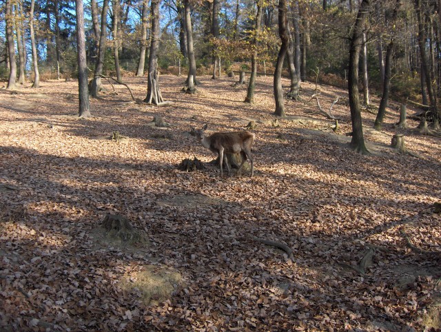 Lj. ZOO - Aska - 12.11.2006 - foto povečava