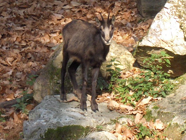 Lj. ZOO - Aska - 12.11.2006 - foto povečava