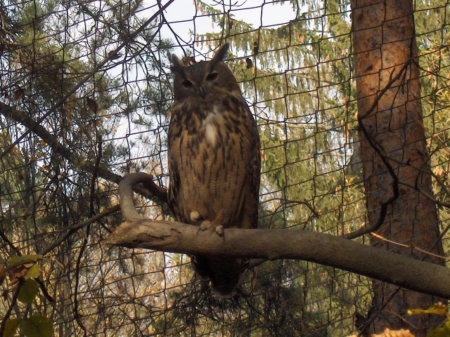 Lj. ZOO - Aska - 12.11.2006 - foto povečava