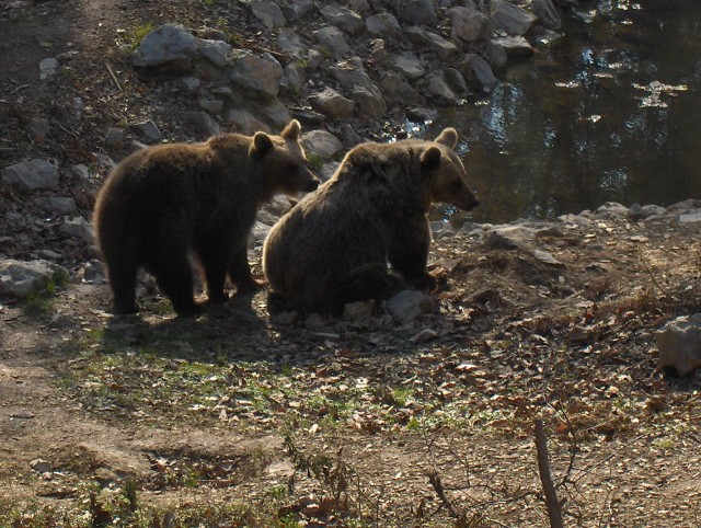 Lj. ZOO - Aska - 12.11.2006 - foto povečava