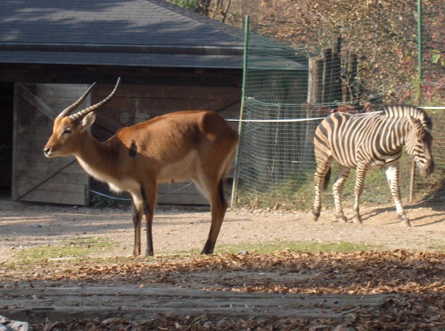 Lj. ZOO - Aska - 12.11.2006 - foto povečava