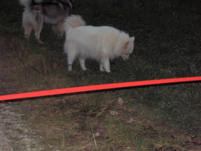 Mengeško polje - Aska, Bode, Alba, Kan in Lar - foto