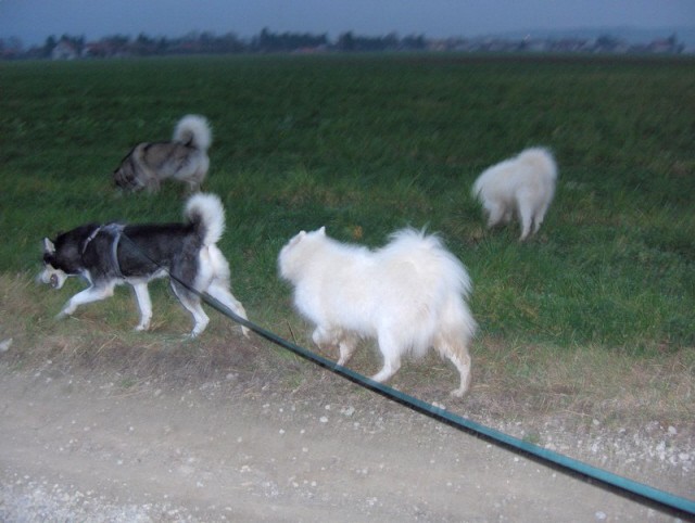 Mengeško polje - Aska, Bode, Alba, Kan in Lar - foto povečava