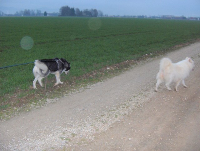 Mengeško polje - Aska, Bode, Alba, Kan in Lar - foto povečava