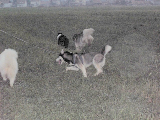 Mengeško polje - Aska, Bode, Alba, Kan in Lar - foto