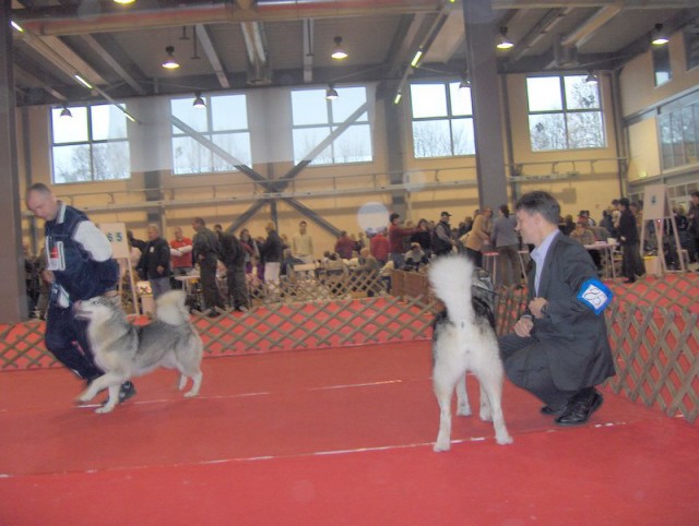 10. ZIMSKI PRVAK - CAC CELJE 2006  - foto