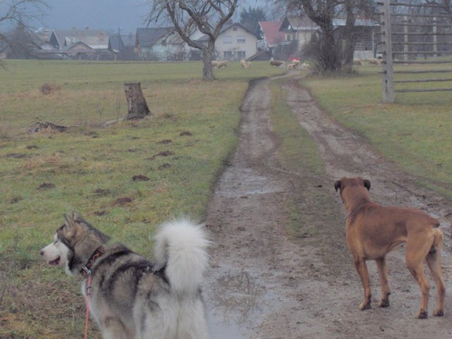 Aska december 2006 - foto povečava