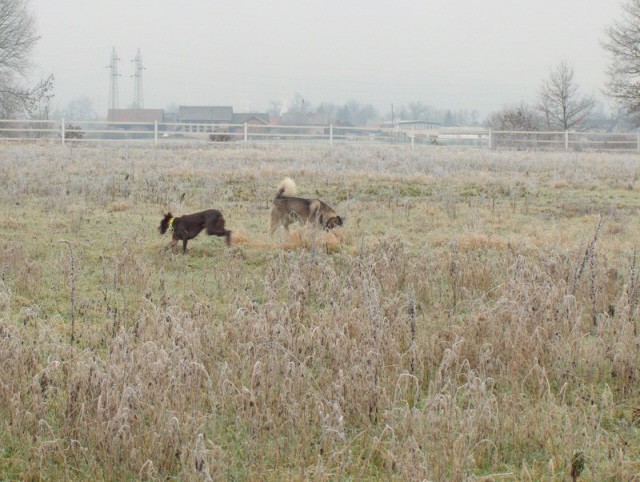 ZAJČJA DOBRAVA- Aska in Cuba - 24.12.2006 - foto