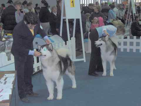 CACIB  tromostovje 2007 - 14.1.2007 - foto