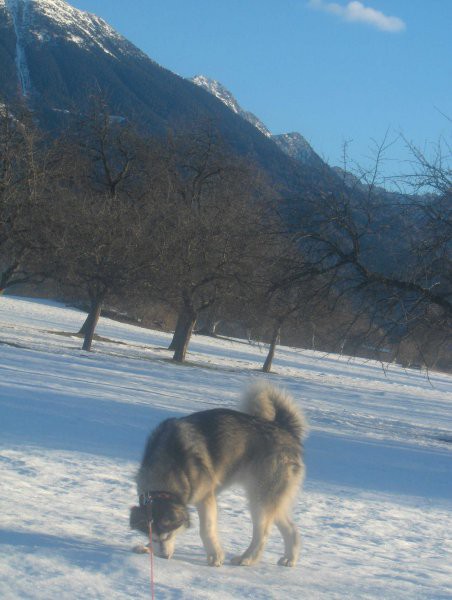 Aska - zima 2007 - foto