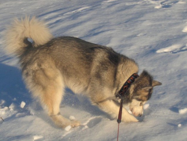 Aska - zima 2007 - foto