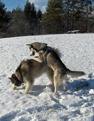 Aska na obisku pri Živi - 27.1.2007 - foto povečava