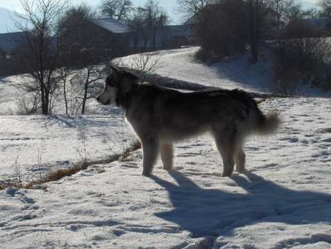 Aska na obisku pri Živi - 27.1.2007 - foto povečava