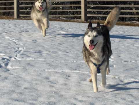 Aska na obisku pri Živi - 27.1.2007 - foto povečava