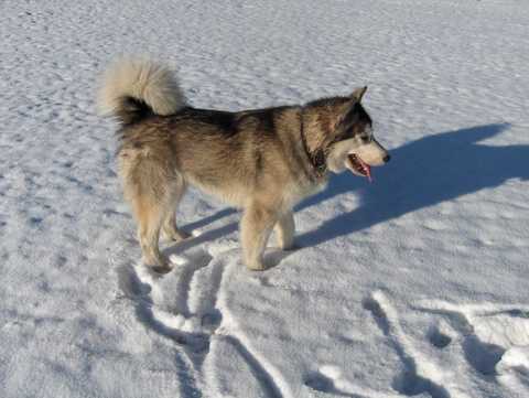 Aska na obisku pri Živi - 27.1.2007 - foto povečava