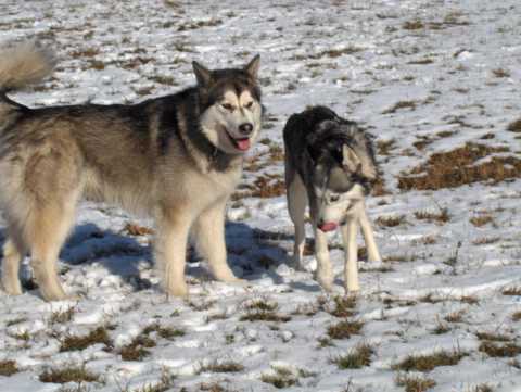 Aska na obisku pri Živi - 27.1.2007 - foto povečava