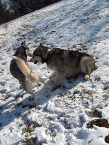 Aska na obisku pri Živi - 27.1.2007 - foto povečava