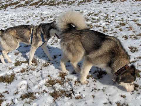 Aska na obisku pri Živi - 27.1.2007 - foto povečava