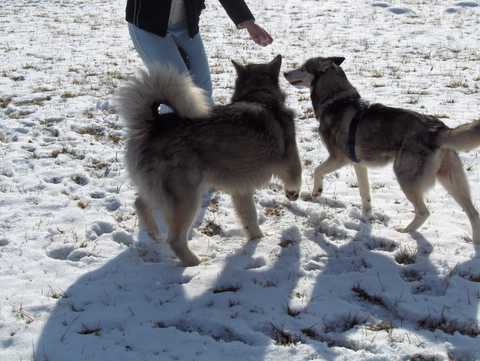 Aska na obisku pri Živi - 27.1.2007 - foto povečava