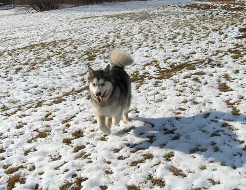 Aska na obisku pri Živi - 27.1.2007 - foto povečava