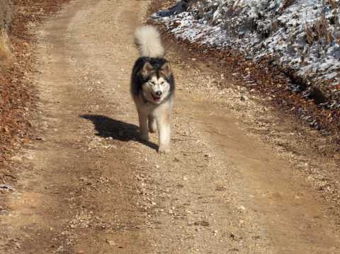 Aska na obisku pri Živi - 27.1.2007 - foto povečava