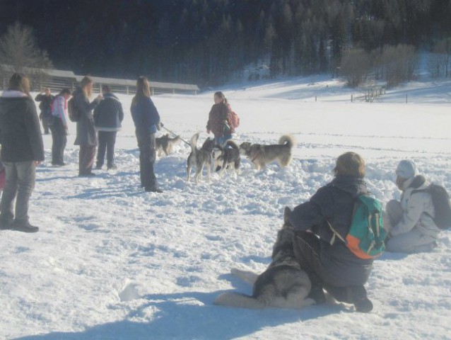 Sleddog 2007 Rateče - 3.2.2007 - foto