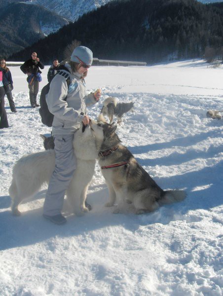 Sleddog 2007 Rateče - 3.2.2007 - foto povečava