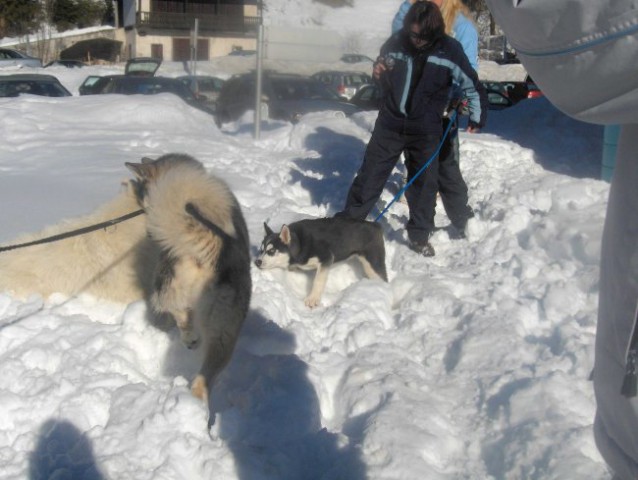 Sleddog 2007 Rateče - 3.2.2007 - foto