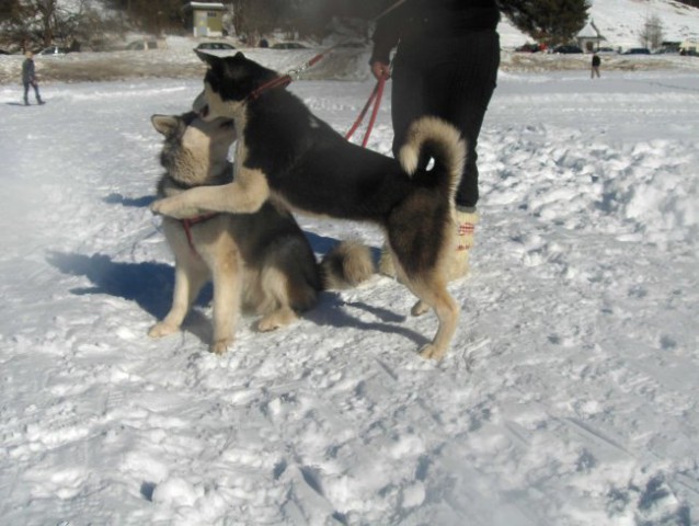 Sleddog 2007 Rateče - 3.2.2007 - foto