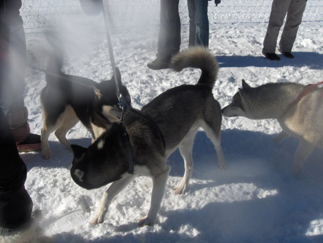 Sleddog 2007 Rateče - 3.2.2007 - foto povečava