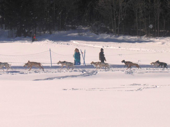 Sleddog 2007 Rateče - 3.2.2007 - foto povečava