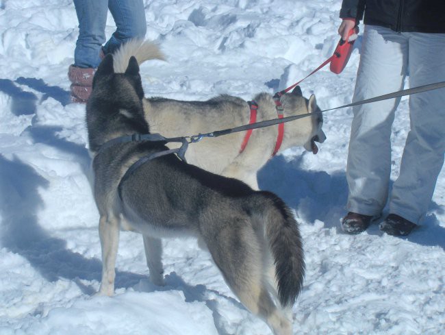 Sleddog 2007 Rateče - 3.2.2007 - foto povečava