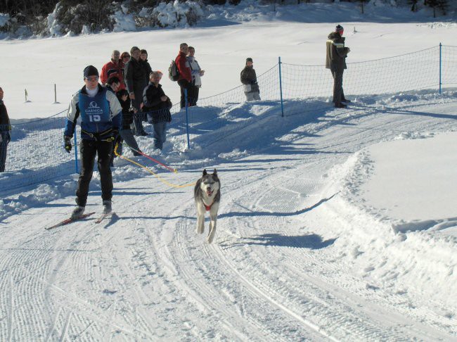 Sleddog 2007 Rateče - 3.2.2007 - foto povečava