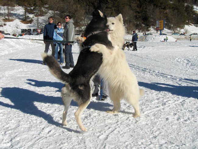 Sleddog 2007 Rateče - 3.2.2007 - foto povečava