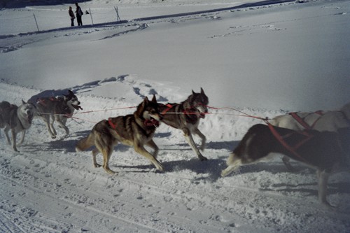 Sleddog Rateče 2007  - foto povečava