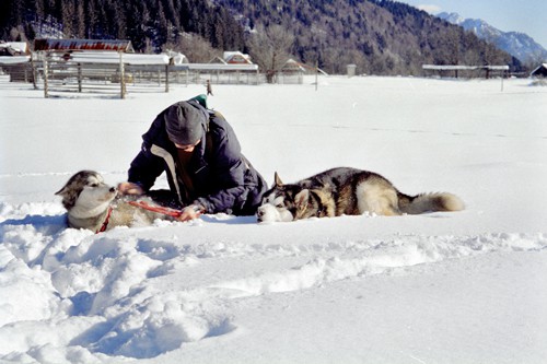 Sleddog Rateče 2007  - foto povečava