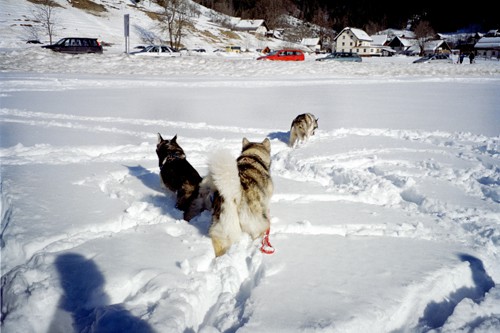 Sleddog Rateče 2007  - foto povečava