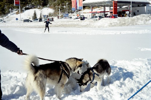 Sleddog Rateče 2007  - foto povečava