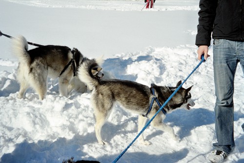 Sleddog Rateče 2007  - foto